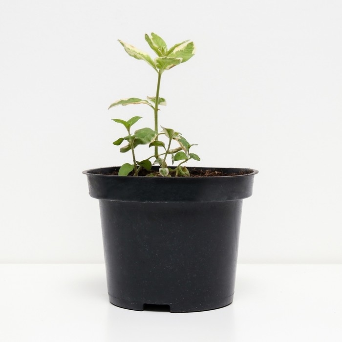 Вербейник точечный Александр, С2 горшок, Н10-50 высота, 1 шт, Осень 2024 Вербейник точечный Александр, С2 горшок, Н10-50 высота, 1 шт, Осень 2024