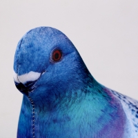 Антистресс игрушка &laquo;Голубь&raquo;