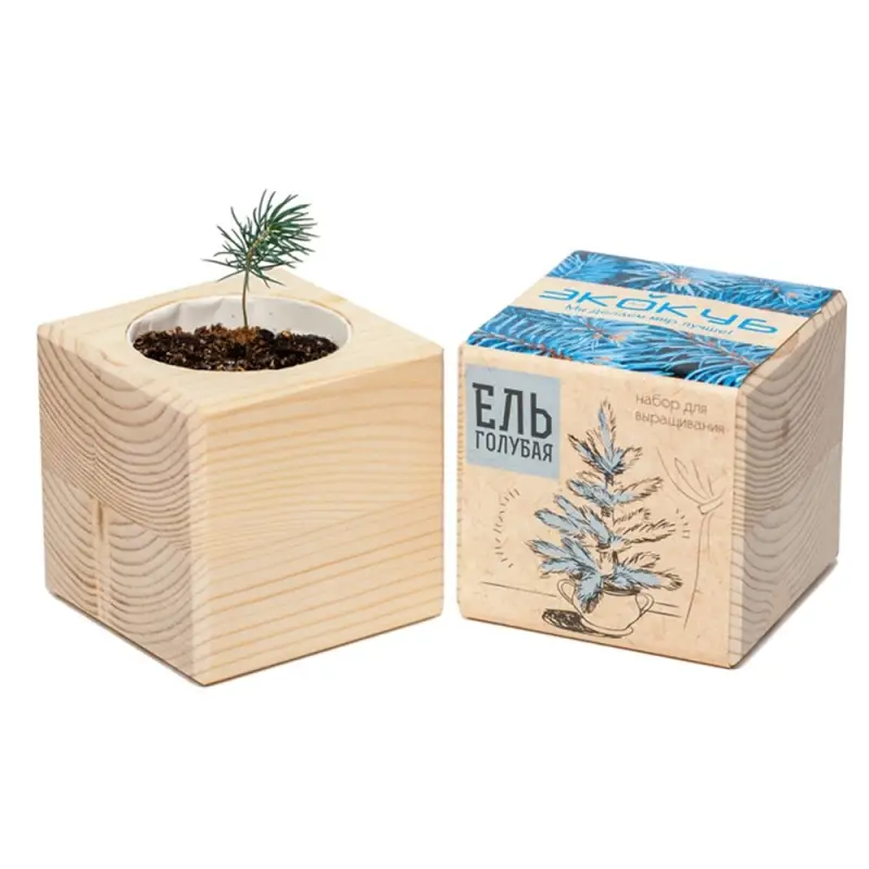 Набор для выращивания &laquo;Экокуб&raquo;, ель голубая