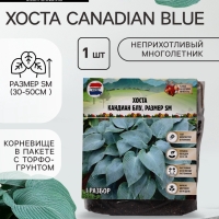 Хоста Canadian Blue, корневище в пакете с торфогрунтом, р-р I, размер SM,1 шт.