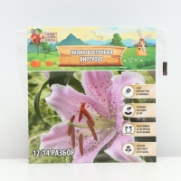 Лилия Восточная Virtuoso, луковица в пакете с перфорацией, р-р 12/14, 3 шт.