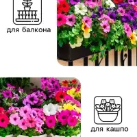 Семена цветов Петуния "Балконная", 0,05 г