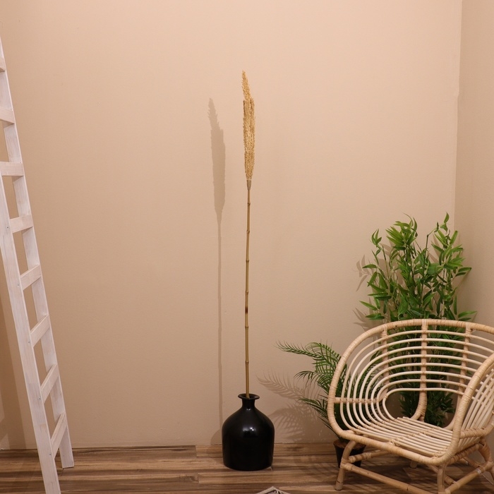 Сухоцвет Сухоцвет "Пати" 180 см натуральный