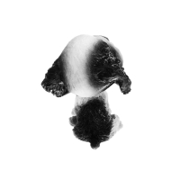 Собака на панель авто, качающая головой, спаниель Собака на панель авто, качающая головой, спаниель