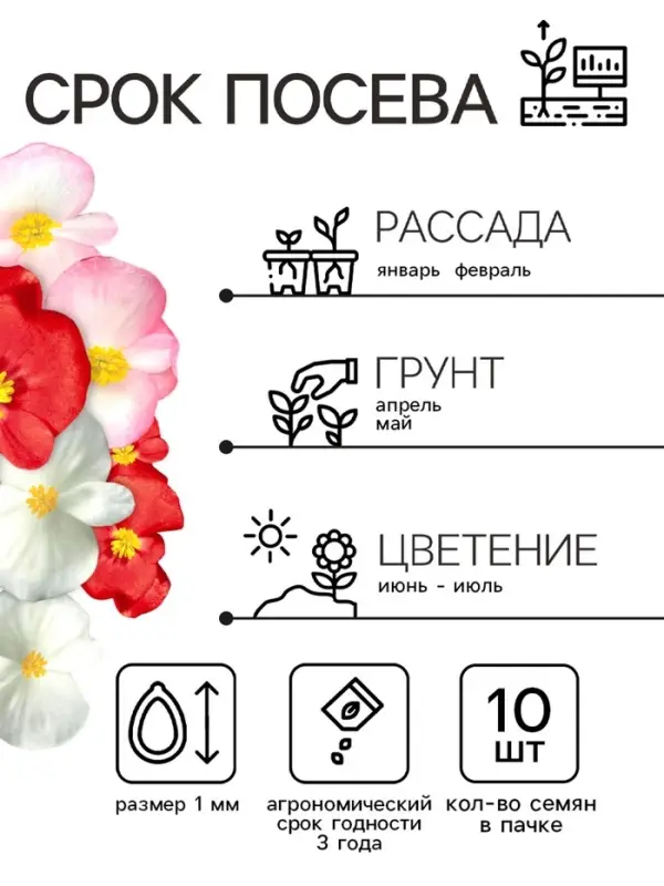 Семена  цветов Бегония вечноцветущая "Сенатор F1", смесь, О, 10 шт