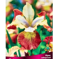 Ирис сибирский Шугар Раш, р-р I, 1 шт, Весна 2025