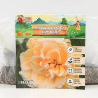 Лилейник Double Creamy Wonder, многолетник, корневище в пакете с торфогрунтом, р-р I, 1 шт.