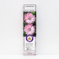 Клематис крупноцветковый "Виолет Элизабет ", 1 шт, туба, Весна 2025