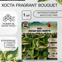 Хоста Fragrant Bouquet, корневище в пакете с торфогрунтом, р-р I, размер ML,1 шт.