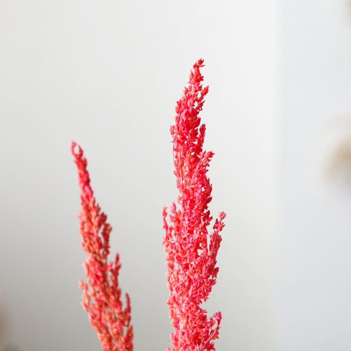 Сухие цветы сорги, 5 г, цвет розовый Сухие цветы сорги, 5 г, цвет розовый