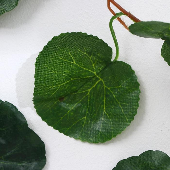 Лиана Лиана "Лист волнистый" 250 см