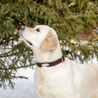 Ошейник кожаный тисненый однослойный с табличкой, 60 х 3 см, ОШ 45-57 см, коричневый Ошейник кожаный тисненый однослойный с табличкой, 60 х 3 см, ОШ 45-57 см, коричневый
