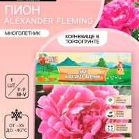 Пион Alexander Fleming, корневище в пакете с торфогрунтом, р-р 3/5, 1 шт.
