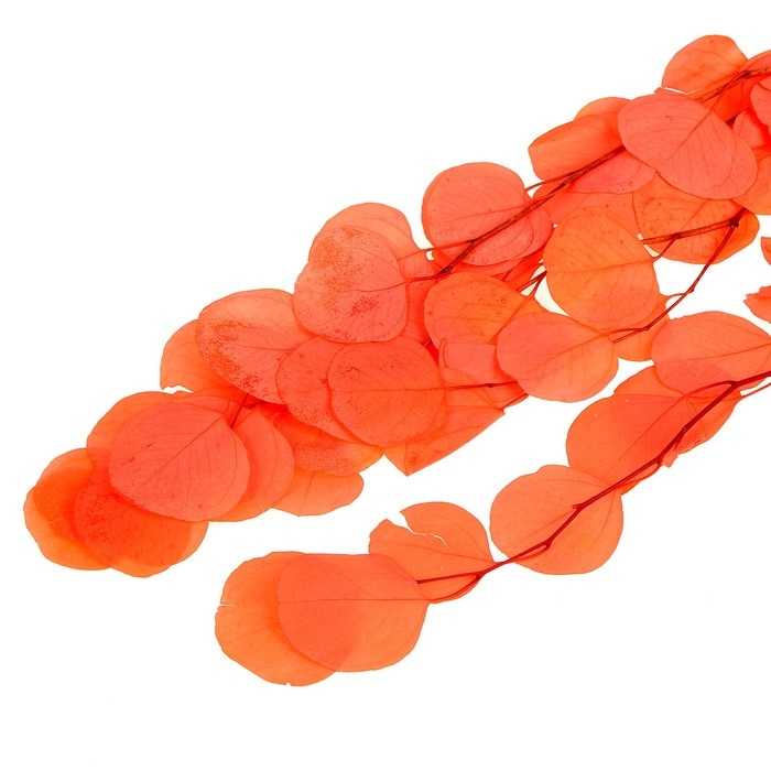 Сухоцвет персикого дерева, 50 г, длина — 70 см, цвет розовый Сухоцвет персикого дерева, 50 г, длина — 70 см, цвет розовый