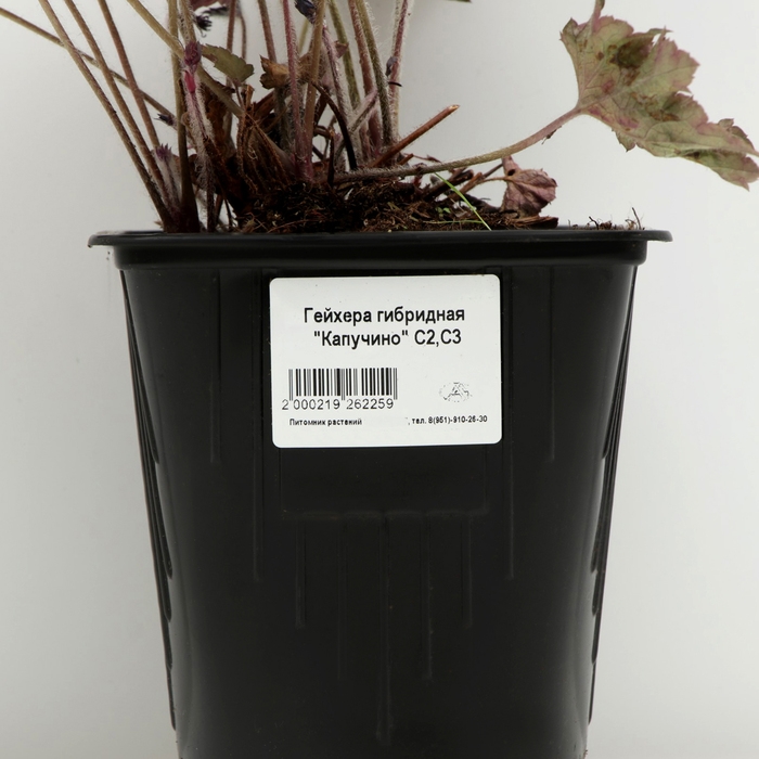 Гейхера гибридная Гейхера гибридная "Капучино", Горшок С3, 1 шт, Весна 2024