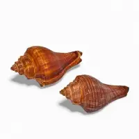 Ракушка декоративная, длина 5-6 см, ширина 4 см