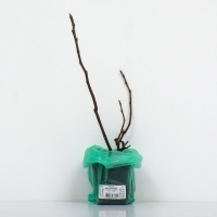 Инжир "Айс Кристал", 1 шт, туба, Весна 2025