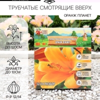 Лилии Трубчатые смотрящие вверх Orange Planet, луковица в пакете с перфорацией, р-р 12/14, 2 шт.