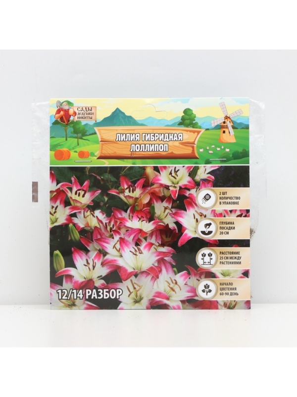 Лилия гибридная &laquo;ЛоллиПоп&raquo;, луковица в пакете с перфорацией, р-р 14/16, 2 шт.