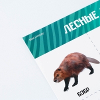 Набор обучающих плакатов &laquo;Изучаем мир&raquo;, 10 в 1, А4