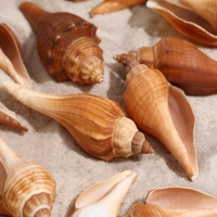 Набор ракушек, 3 - 5 см, 100 г Набор ракушек, 3 - 5 см, 100 г