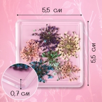 Сухоцветы для декора ногтей, в футляре, вид МИКС Сухоцветы для декора ногтей, в футляре, вид МИКС