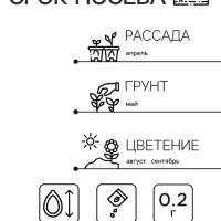Семена Астра Монпансье серебристая   Одн Ц/П 0,2г