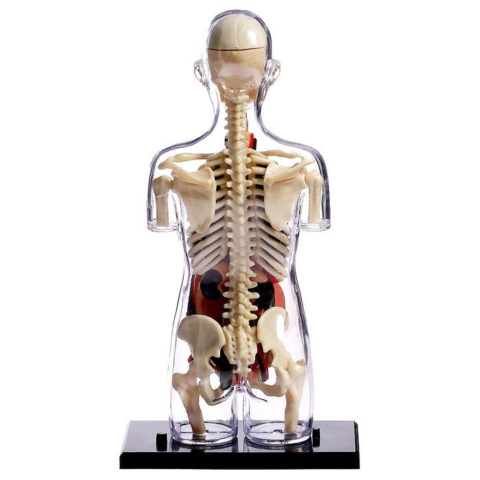 Набор для опытов &laquo;Строение тела&raquo;, беременная женщина