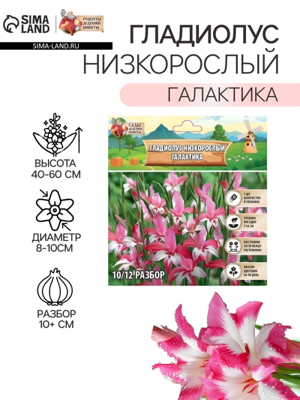 Гладиолус Низкорослый &laquo;Галактика&raquo;, луковица цветов в пакете с перфорацией, р-р 10+, 7 шт.