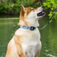 Ошейник &laquo;Джентльмен&raquo;, застёжка - фастекс, 2.5 см, 40-55 см