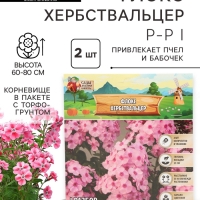 Флокс &laquo;Хербствальцер&raquo; корневище в пакете с торфогрунтом, р-р I, 2 шт.