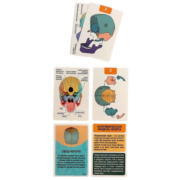 Набор для опытов &laquo;Череп человека&raquo;, анатомическая модель