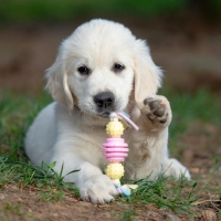 Игрушка жевательная Пижон Premium на верёвке, 3 элемента, термопластичная резина, микс Игрушка жевательная Пижон Premium на верёвке, 3 элемента, термопластичная резина, микс