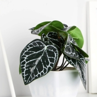 Бонсай в горшке "Фитония" 7х13 см Бонсай в горшке "Фитония" 7х13 см