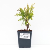 Туя западная "Даника Ауреа", Р9, 1 шт, Осень 2024