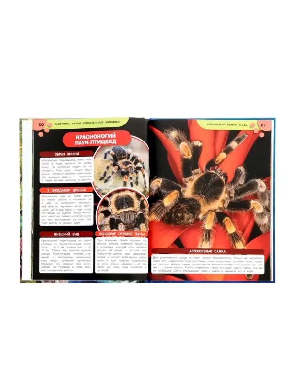 Энциклопедия &laquo;Аксолотль. Самые удивительные животные&raquo; 405007