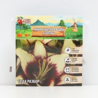 Лилия Азиатская Кашпо Curitiba, луковица в пакете с перфорацией, р-р 12/14, 2 шт.