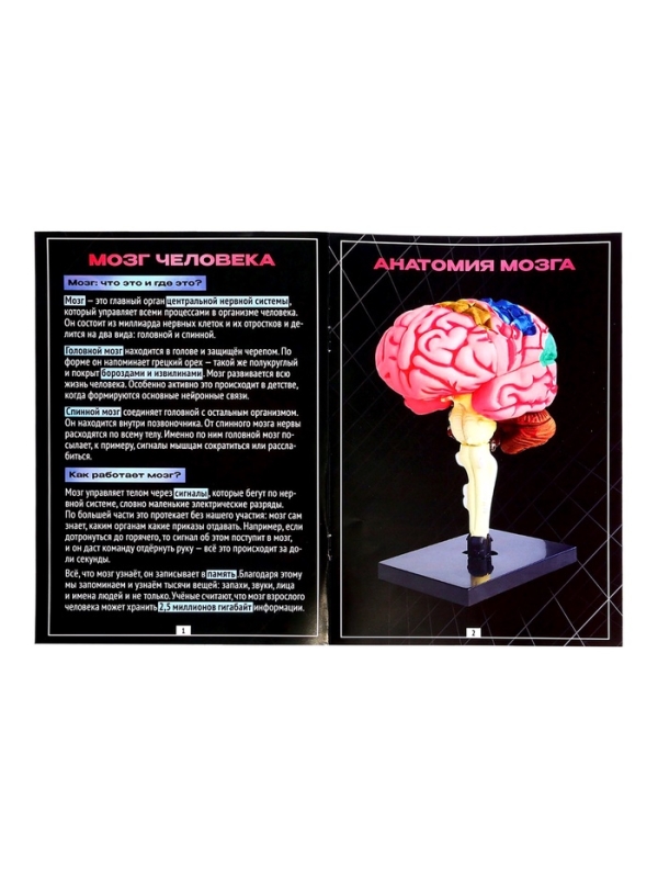 ЭВРИКИ Набор для опытов "Строение мозга", анатомическая модель