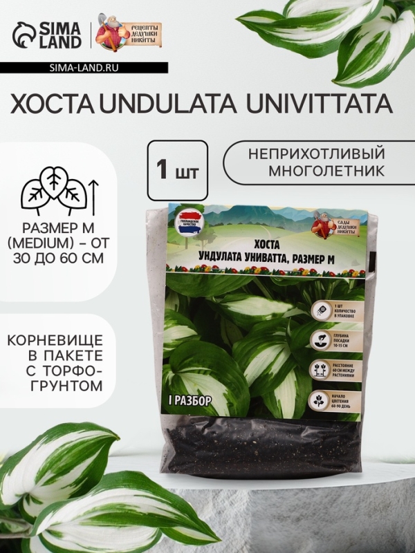 Хоста Undulata Univittata, корневище в пакете с торфогрунтом, р-р I, размер M,1 шт.