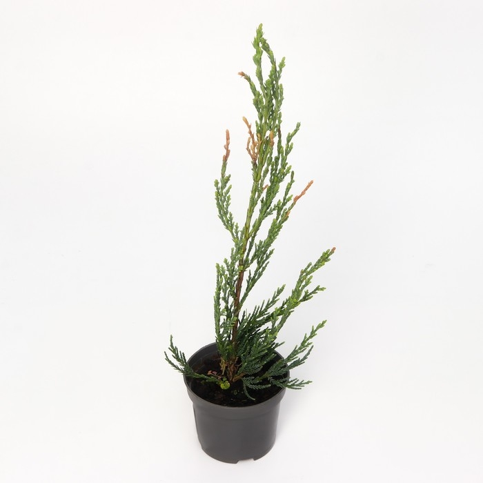 Можжевельник скальный "Скайрокет", Р9, 1шт, h 3-20 см, Осень 2024