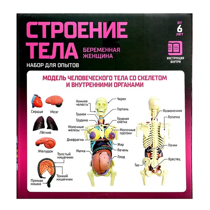 Набор для опытов &laquo;Строение тела&raquo;, беременная женщина