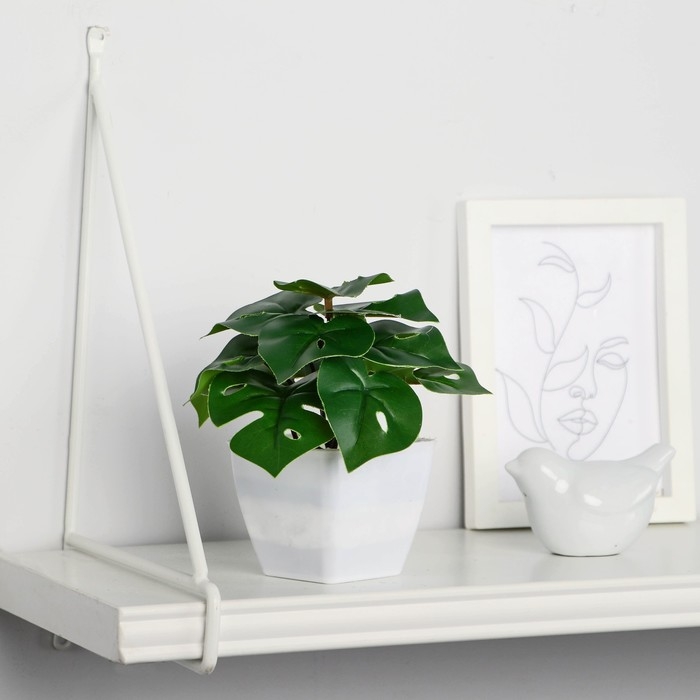 Бонсай в горшке Бонсай в горшке "Монстера крупнолистовая" 7х13 см