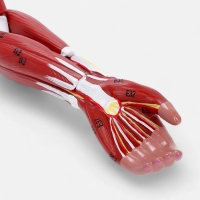 Макет "Рука, мышечное строение" 38см Макет "Рука, мышечное строение" 38см