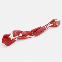 Макет "Рука, мышечное строение" 38см Макет "Рука, мышечное строение" 38см