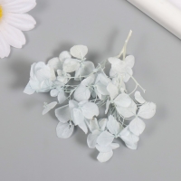 Сухоцвет "Гортензия" нежно-голубой h=6-6,5 см Сухоцвет "Гортензия" нежно-голубой h=6-6,5 см