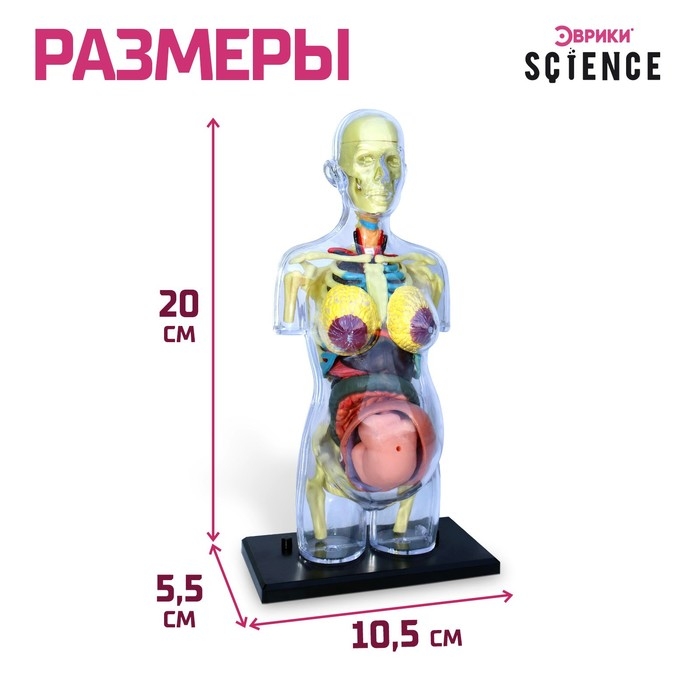 Набор для опытов &laquo;Строение тела&raquo;, беременная женщина
