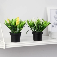 Бонсай в горшке "Аллиум люкс" 7х12 см, микс Бонсай в горшке "Аллиум люкс" 7х12 см, микс