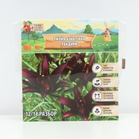 Лилия Азиатская «Ландини», луковица в пакете с перфорацией, р-р 12/14, 3 шт. Лилия Азиатская «Ландини», луковица в пакете с перфорацией, р-р 12/14, 3 шт.