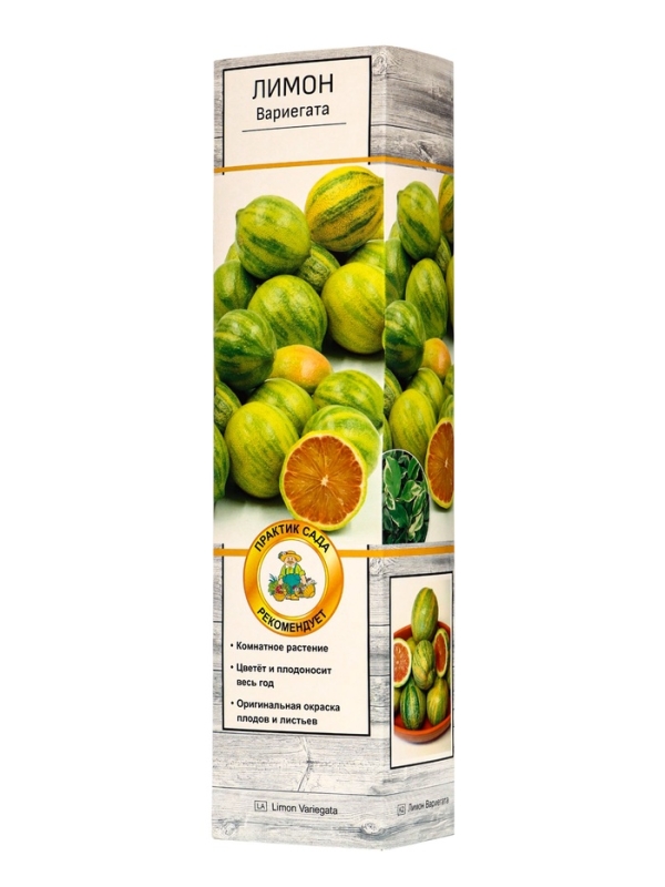 Цитрус "Лимон Вариегата", туба, 1 шт, Весна 2025