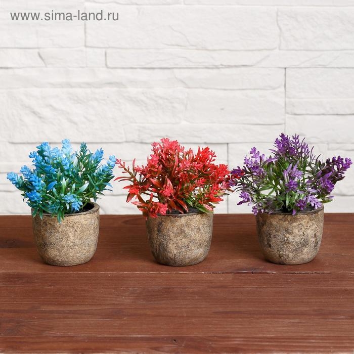 Бонсай в горшке Бонсай в горшке "Седум" 6х10 см, микс